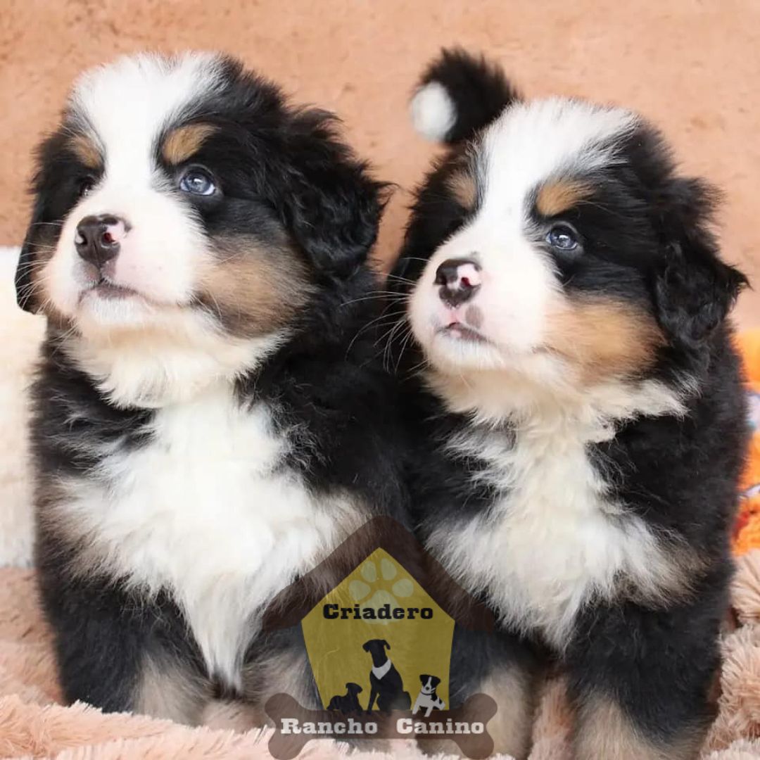 Cachorros en venta Bogotá